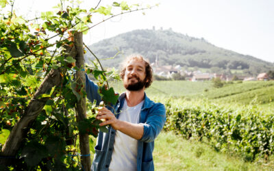 Le domaine Pierre Weber propose des vins nature, propres pour la vigne et pour l’humain.